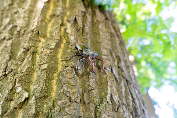 A male stag beetle crawls down a tree trunk.