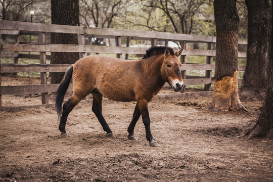 Przewalski's Horse Runs In The Aviary.