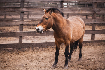 Przewalski's horse runs in the aviary.