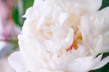 Obraz na płótnie Canvas White peony flower close up. Floral background.