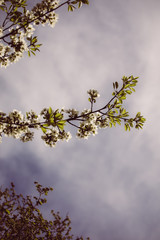 Weiße Apfelblüten vor blauem Himmel