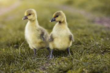Cute gosling's resting in a meadow grass.