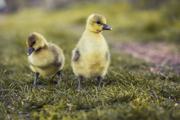Cute gosling's resting in a meadow grass.