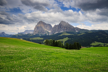 Fototapeta premium Sassolungo e Sassopiatto dall'Alpe di Siusi, Dolomiti
