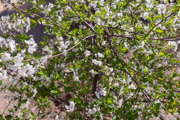 Beautifully blooming cherry trees, background with blooming flowers on a spring day.