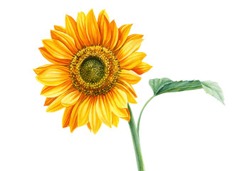 Obraz premium set of yellow flowers, sunflowers on an isolated background, botanical illustration, watercolor floral design