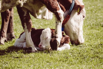 Neugeborenes Kälbchen mit Muttertier