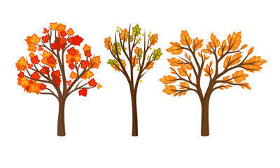 Autumn Trees with Bright Orange Foliage Vector Set