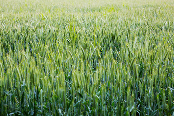 Green wheat field background. Summer nature background.