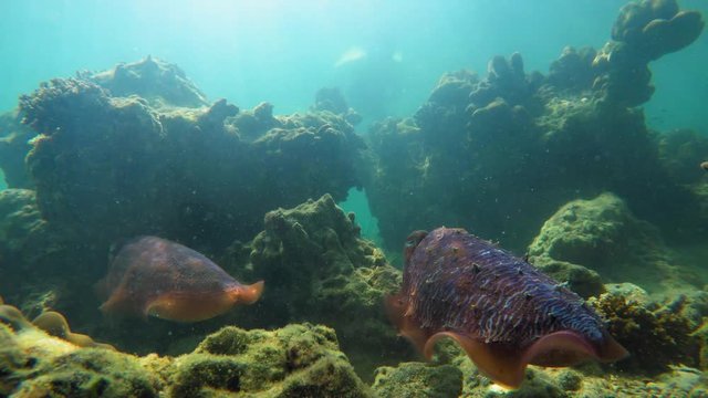 A diver floats above a pair of cuttlefish while one of them hunts for food and another one guards it.