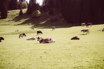 Kuhherde auf grüner Wiese