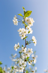 Beautifully blooming cherry trees, background with blooming flowers on a spring day.