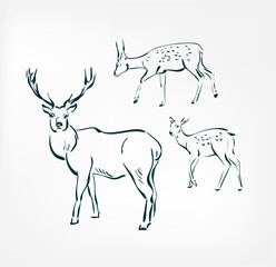 deer vector illustration japanese chinese ink line sketch style