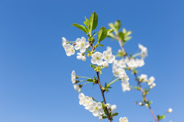 Obraz premium Beautifully blooming cherry trees, background with blooming flowers on a spring day.