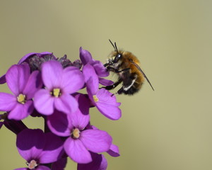 hairy footed flower bee