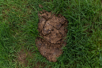 cow shit in the middle of grass after rain