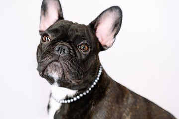 Fototapeta premium French bulldog with pearls