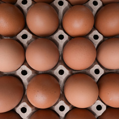 fresh organic egg in paper panel of consume industry