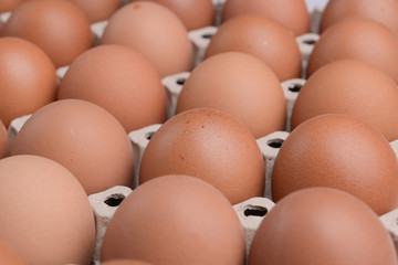 fresh organic egg in paper panel of consume industry