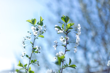 Beautifully blooming cherry trees, background with blooming flowers on a spring day.