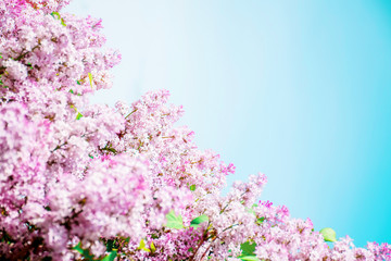 Blooming lilac bush against the blue sky. Lilac flowers. Spring time. Floral background. Blooming May.