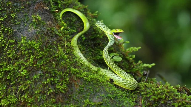 A Green vine snake in a attacking posture with its mouth wide open showing its pink interiors in the Western Ghats of India moving its head, on a moss covered wooden tree trunk in a ever green forest