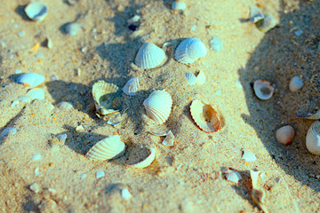 Texture and background sand castle with shells and stones on the beach, seashore. Travel and vacation. Close-up. Nature. Summer. Tourism