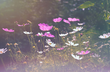 Blooming summer garden lit by the soft evening sun. Summer greeting card