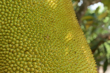 closeup rough skin peel of yellow jackfruit growing in nature