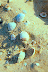 Texture and background sand castle with shells and stones on the beach, seashore. Travel and vacation. Close-up. Nature. Summer. Tourism