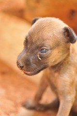 A indian street puppy