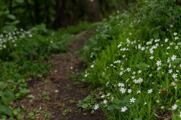 spring white flowers in the grass along the walkway