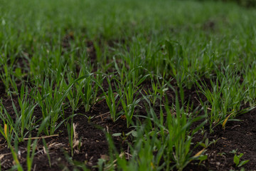 the first sprouts of wheat on the field after the rain in early spring