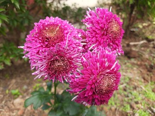 Flowering Red orange chrysanthemums in autumn garden. blossoming a chrysanthemums. Chrysanthemums sometimes called mums or chrysanths, are flowering plants of the genus Chrysanthemum in the family.