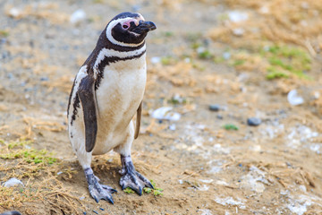 Magellanic penguins in natural environment on Magdalena island, Patagonia, Chile, South America