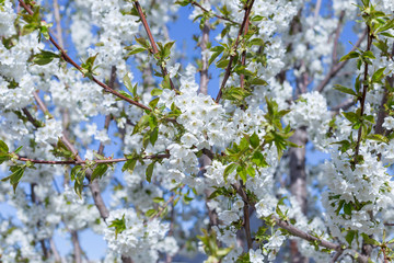 Beautifully blooming cherry trees, background with blooming flowers on a spring day.