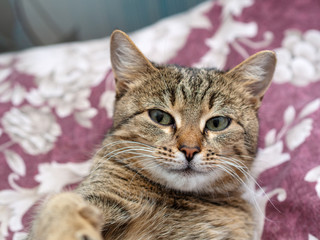 Beautiful Siberian cat with newborn kittens close-up.