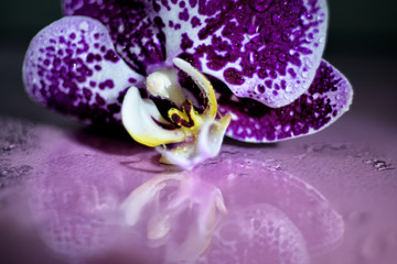 purple orchid flower