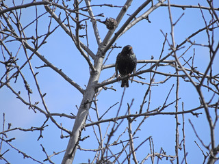 starling in the foliage of trees. birds on a tree.