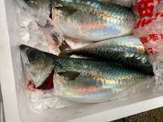 養殖真さば
