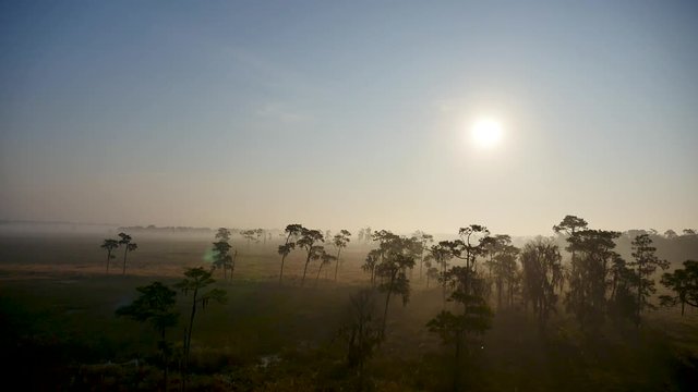 Floating above the trees on a foggy morning in the Florida countryside