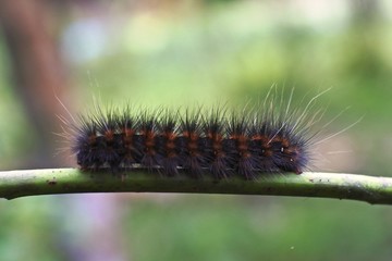 Caterpillars are larvae of the order Lepidoptera species. plant-eating caterpillars, although some species are insectivorous. pest caterpillar in agriculture.