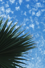 palm leaf tree on blue sky, tropical summer 