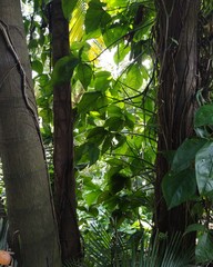 plant, green, garden, seedling, gardening, nature, growing, agriculture, leaf, growth, soil, pot, spring, plants, vegetable, seedlings, grow, sprout, young, life, new, fresh, planting, small, food