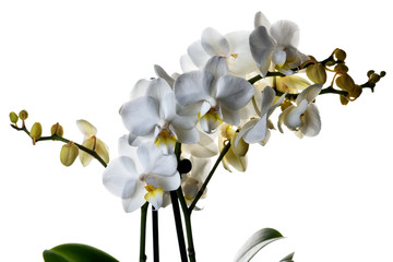 white orchid isolated on white