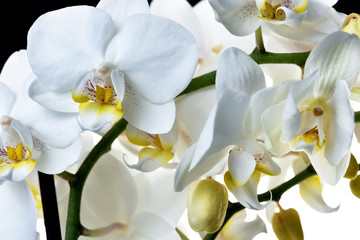 Fototapeta na wymiar white orchid isolated on white