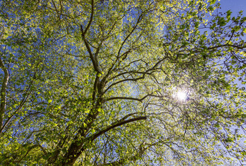 Fototapeta premium Cheverny castle and gardens in Loire valley (France)