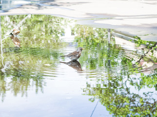 Throstle bathes in a puddle. Song birds flew to nesting place in Moscow