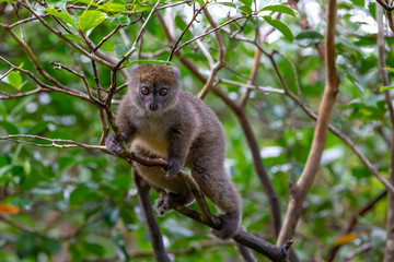 A little lemur on the branch of a tree in the rainforest