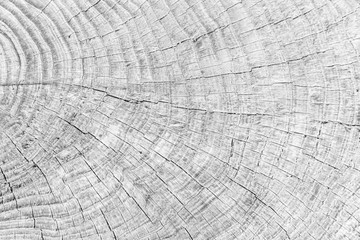 Close - up old tree stump texture and background